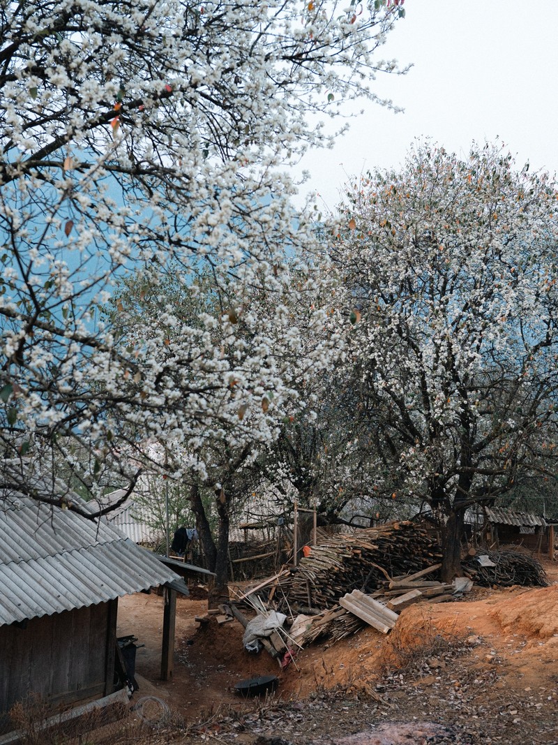 Den Nam Nghep dam minh trong sac trang tinh khoi cua hoa son tra-Hinh-4