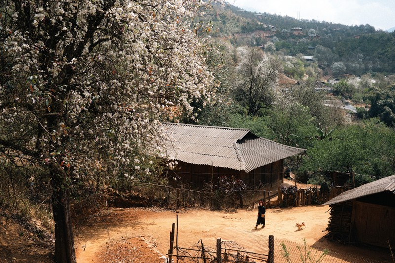 Den Nam Nghep dam minh trong sac trang tinh khoi cua hoa son tra-Hinh-8