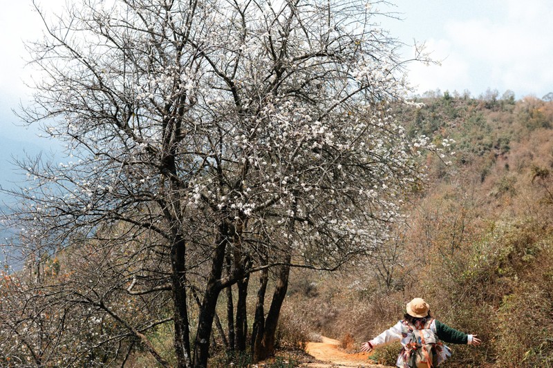 Den Nam Nghep dam minh trong sac trang tinh khoi cua hoa son tra