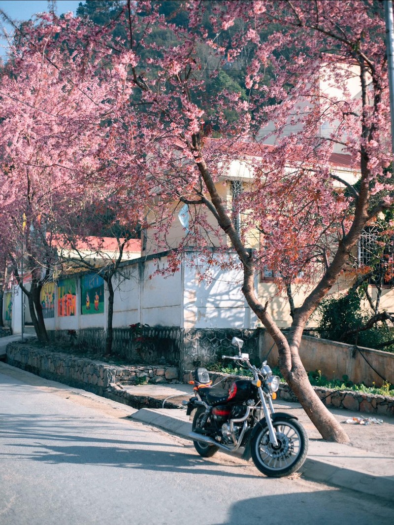 Ha Giang lot top ngam hoa anh dao dep chau A-Hinh-8