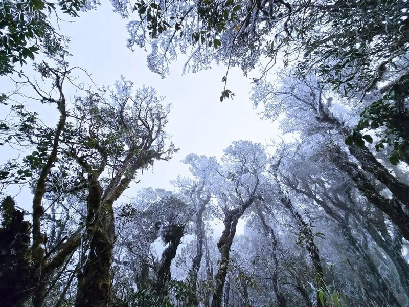 Bang gia bat ngo phu kin dinh nui Ta Xua giua thang 3-Hinh-2