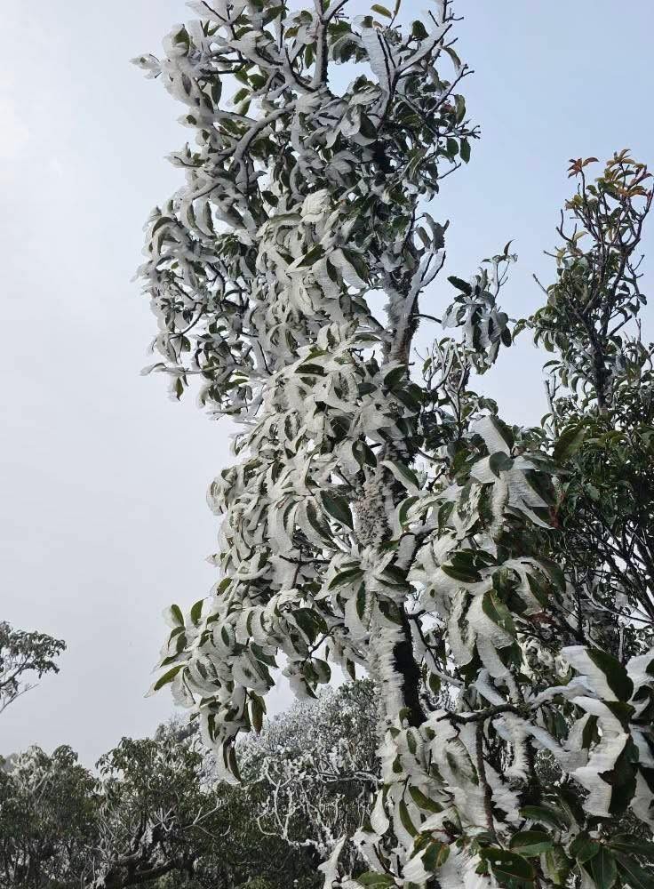 Bang gia bat ngo phu kin dinh nui Ta Xua giua thang 3-Hinh-7