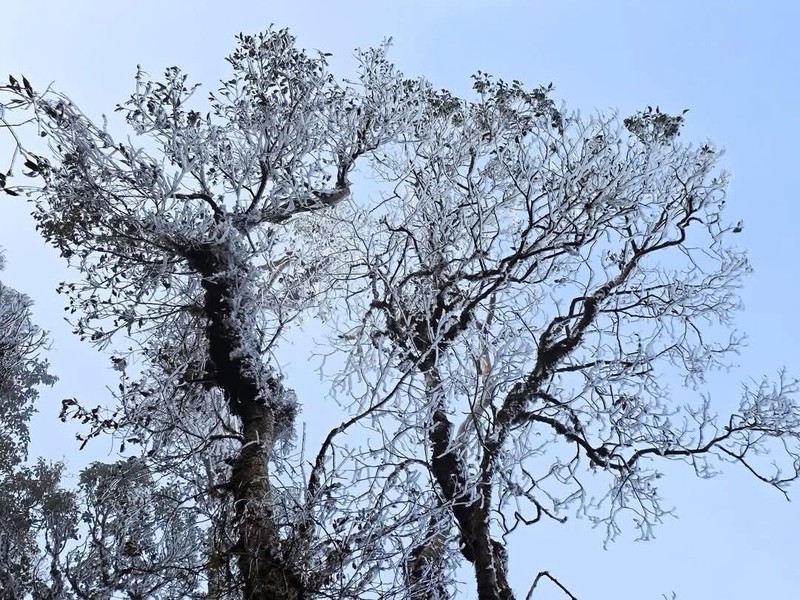 Bang gia bat ngo phu kin dinh nui Ta Xua giua thang 3-Hinh-9