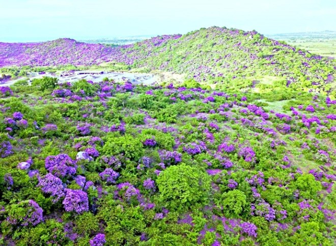 Ve dep nen tho cua doi bang lang o Binh Thuan-Hinh-6