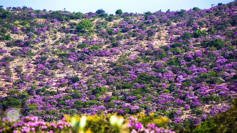 Ve dep nen tho cua doi bang lang o Binh Thuan