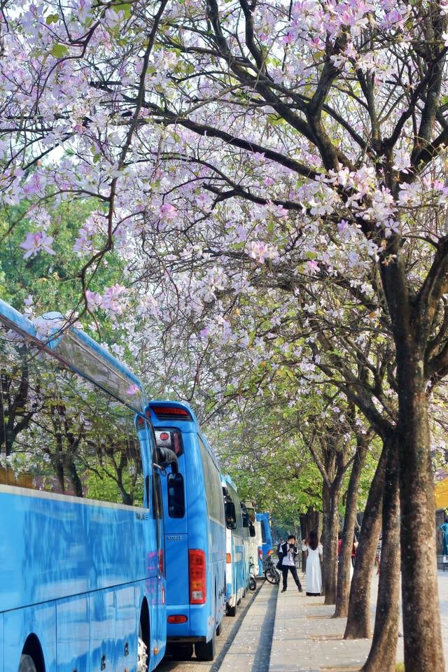 Hoa Ban cuoi mua – du am ngot ngao giua long Ha Noi-Hinh-10
