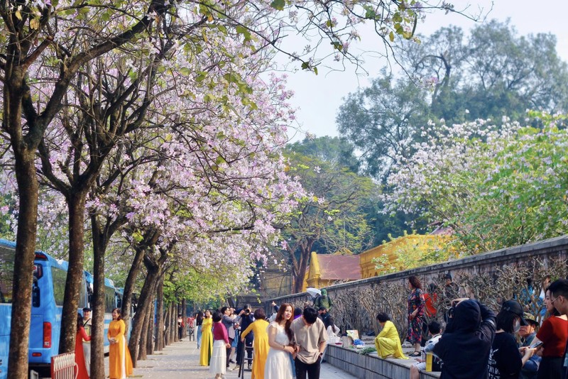 Hoa Ban cuoi mua – du am ngot ngao giua long Ha Noi-Hinh-2