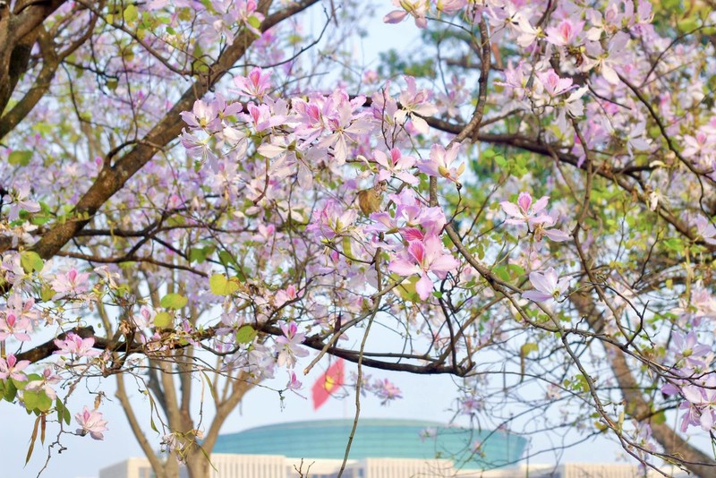 Hoa Ban cuoi mua – du am ngot ngao giua long Ha Noi-Hinh-7
