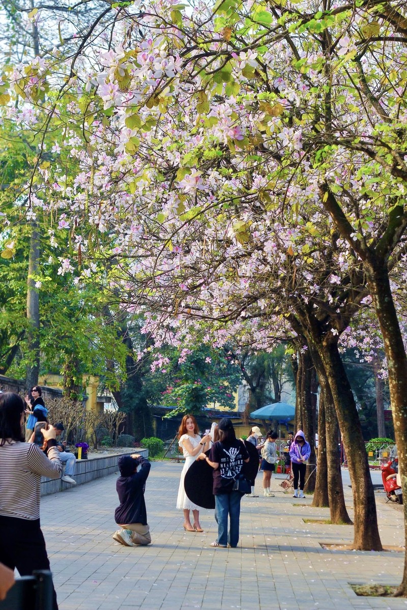 Hoa Ban cuoi mua – du am ngot ngao giua long Ha Noi-Hinh-9