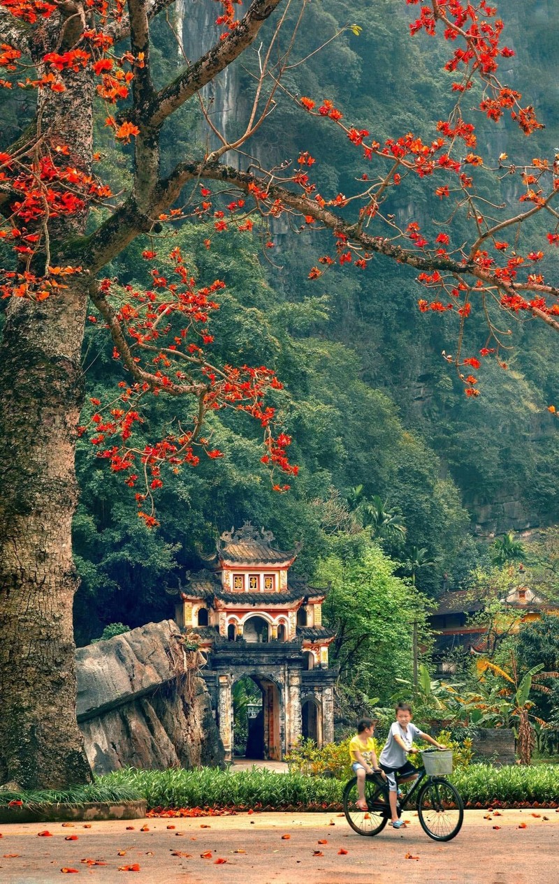 Hoa moc mien thap lua ben ngoi chua 600 tuoi o Ninh Binh-Hinh-3