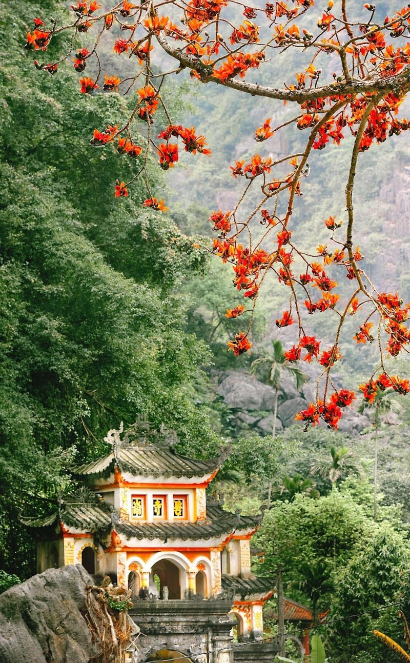 Hoa moc mien thap lua ben ngoi chua 600 tuoi o Ninh Binh-Hinh-7