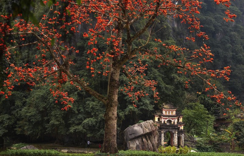 Hoa moc mien thap lua ben ngoi chua 600 tuoi o Ninh Binh