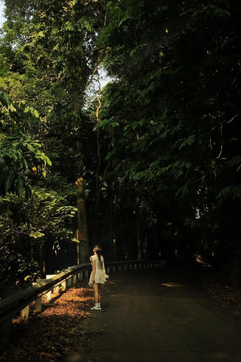 Ve Cuc Phuong, lac loi giua “thien duong buom“-Hinh-7