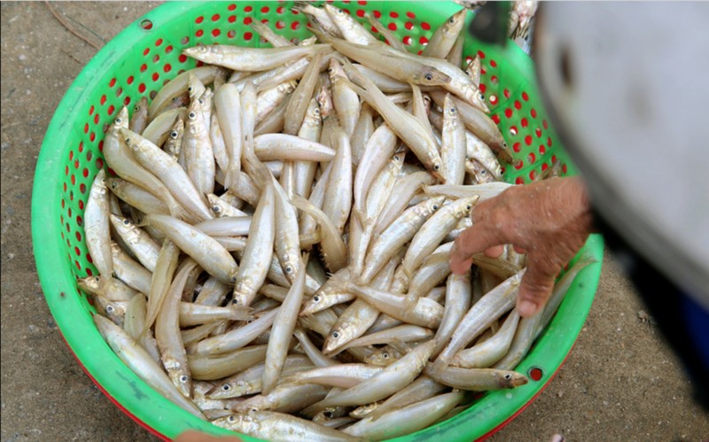 Den Ha Tinh, thuong thuc goi ca duc tinh hoa bien ca mien Trung