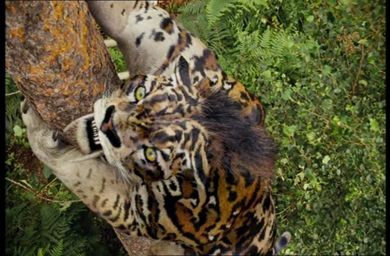 Hãy cùng ngắm nhìn hình ảnh về hổ răng kiếm - một trong những sinh vật cực kỳ đáng sợ và hiếm có. Chi tiết về răng kiếm sắc bén và đôi mắt lạnh lùng của loài hổ chắc chắn sẽ khiến bạn ngỡ ngàng và thích thú.