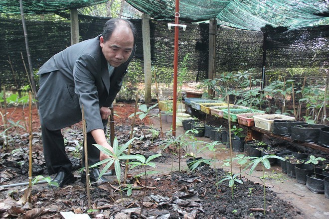 Vuon sam Ngoc Linh quy hiem tien ty tren dat Da Lat