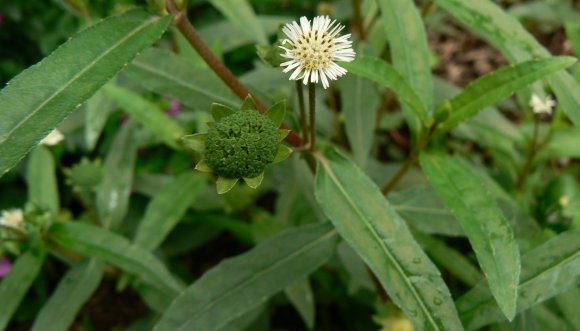 Cac meo chua nhiet mieng tai nha hieu qua nhanh-Hinh-5