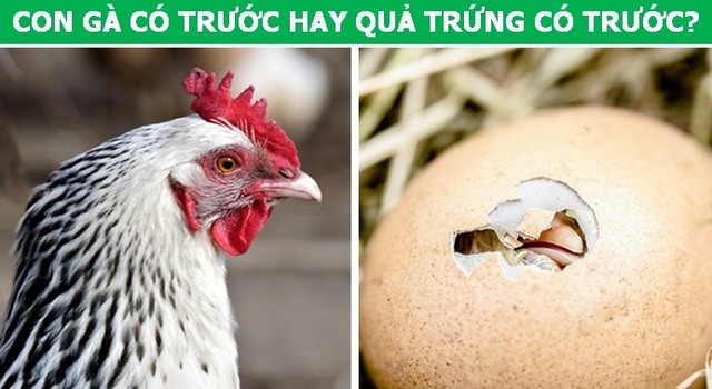 Nong, da co dap an cau hoi: Trung co truoc hay ga co truoc?-Hinh-8