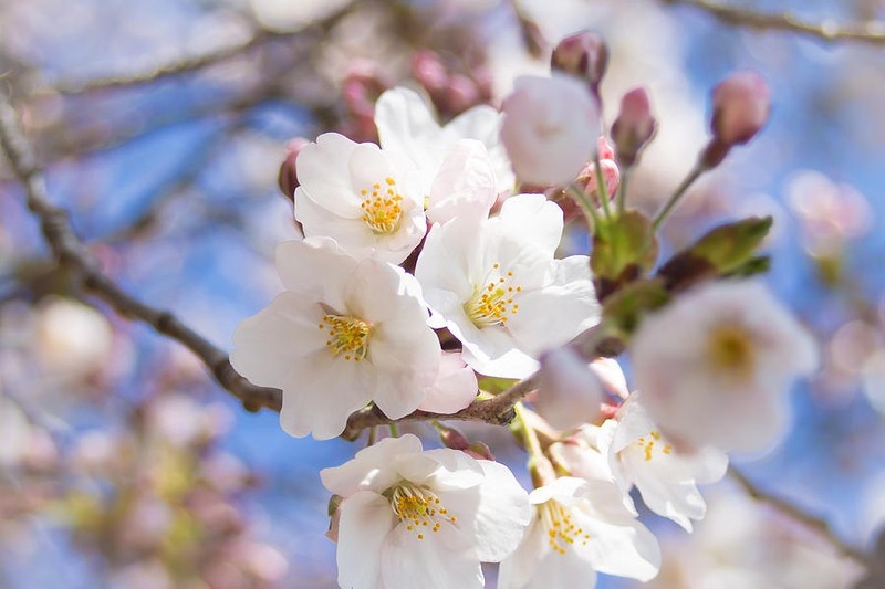 Vi sao nguoi Nhat Ban goi hoa anh dao la Sakura?-Hinh-4