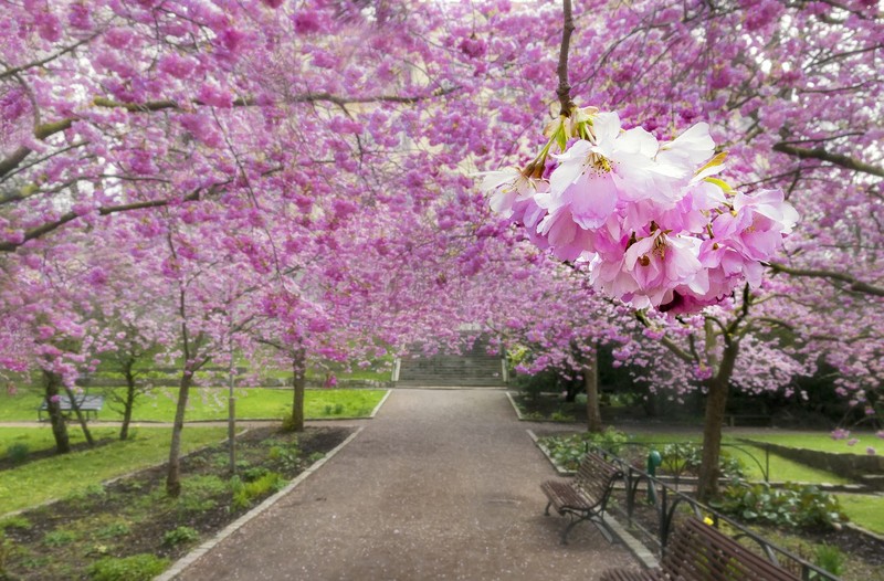 Vi sao nguoi Nhat Ban goi hoa anh dao la Sakura?-Hinh-7