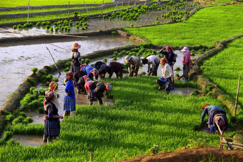 Mu Cang Chai dep me hon voi ruong bac thang mua nuoc do-Hinh-12