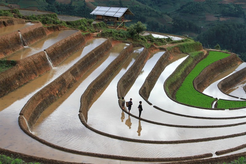 Mu Cang Chai dep me hon voi ruong bac thang mua nuoc do-Hinh-3