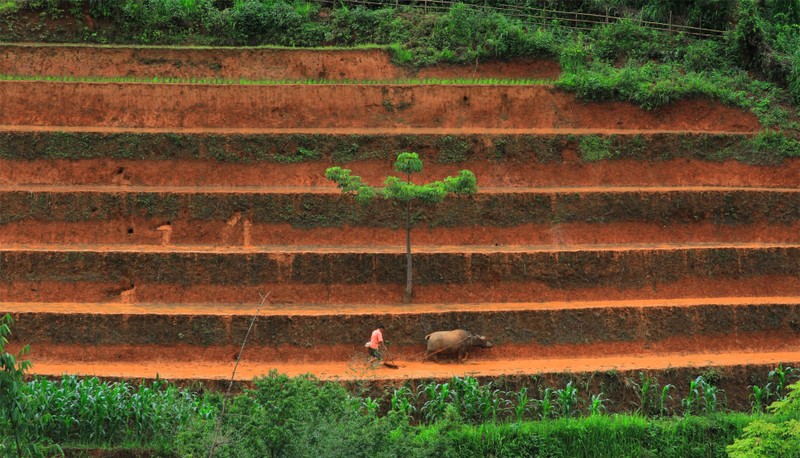 Mu Cang Chai dep me hon voi ruong bac thang mua nuoc do-Hinh-5