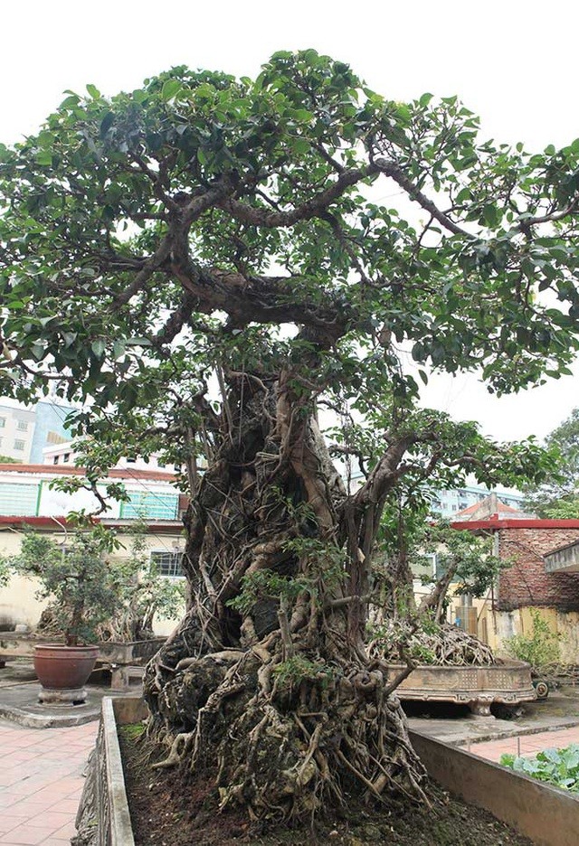 “Moc thach nghenh phong” co nhat chau A, dai gia doi 8 lo dat cung khong ban-Hinh-2