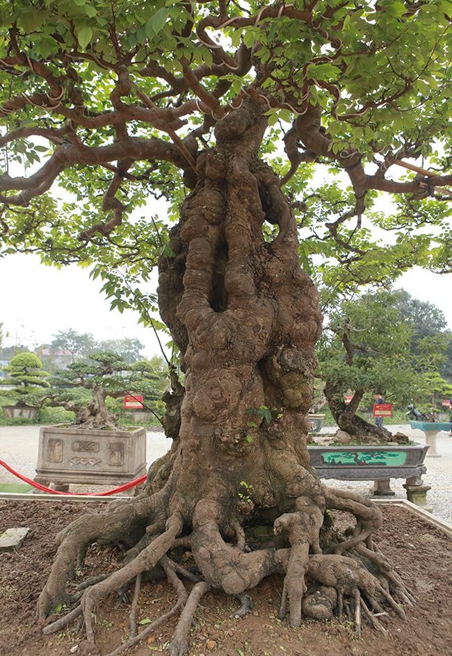 Cây Khế Hơn Trăm Tuổi Chủ Nhân Nhất Quyết Không Bán Dù Tiền Tỷ