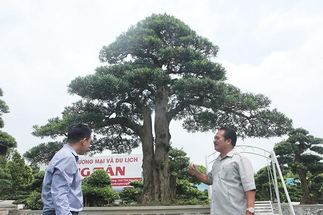 Man nhan cay tung “la” khien dai gia vac bao tai tien den mua-Hinh-3