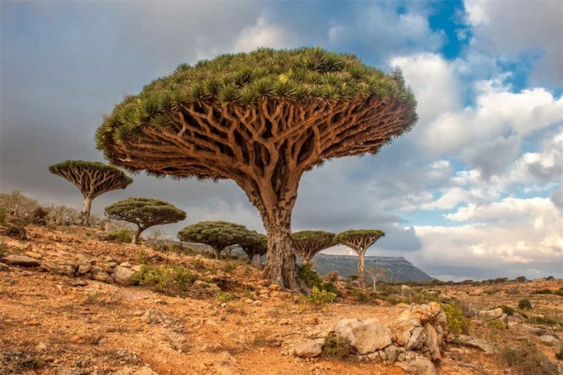 Những cây máu rồng này có thể được tìm thấy tại Socotra, một quần đảo ở Yemen. Sở dĩ chúng có tên gọi như vậy là do nhựa cây có màu đỏ.