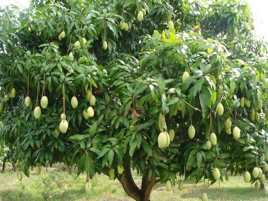 Cay xoai moc “di” nhung van sai qua, netizen chia se 