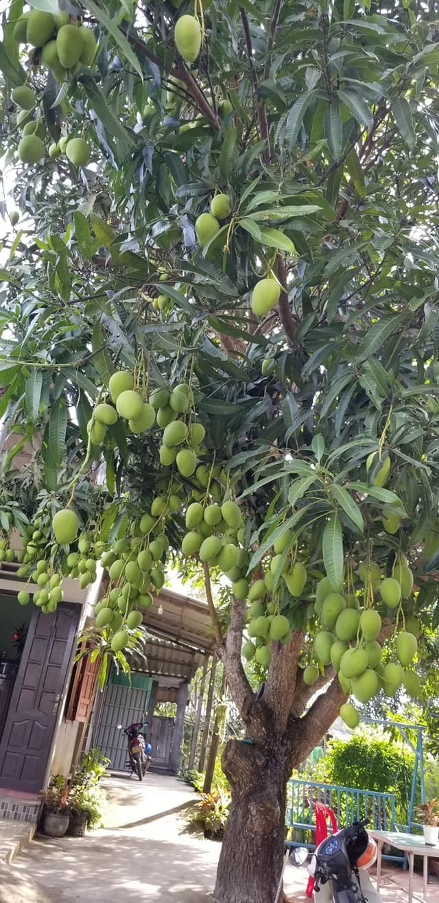 Cay xoai moc “di” nhung van sai qua, netizen chia se 