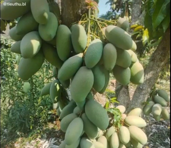 Cay xoai moc “di” nhung van sai qua, netizen chia se 