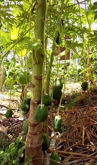 Cay du du moc qua sieu di, chu nhan dinh gia nghe ma “choang“-Hinh-10