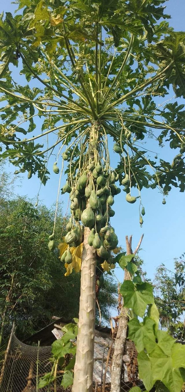 Cay du du moc qua sieu di, chu nhan dinh gia nghe ma “choang“-Hinh-5