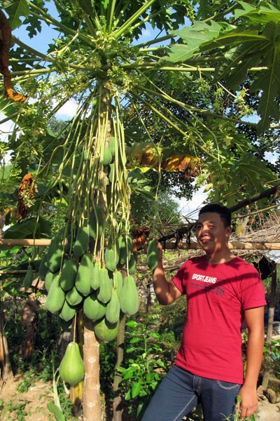 Cay du du moc qua sieu di, chu nhan dinh gia nghe ma “choang“-Hinh-9