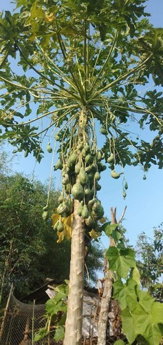 Cay du du “dot bien”, netizen dinh gia nghe con so ma choang-Hinh-8