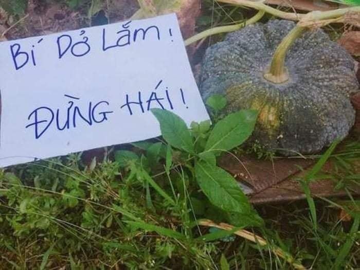 Loat canh bao chong trom rau cua chu vuon gay sot mang-Hinh-8