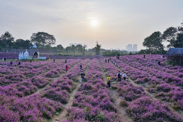 Gioi tre do ve vuon hoa o Ha Noi chup anh dau nam