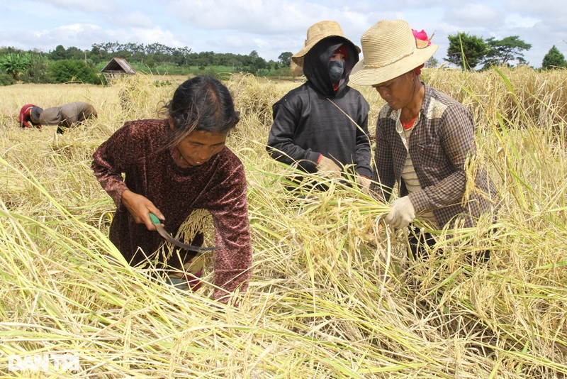 Chuyen thu vi ve 'hat ngoc troi' bau vat cua dong bao Ba Na-Hinh-4