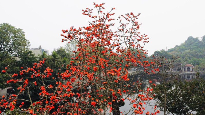 Hoa gao thap lua trong ngoi chua nghin tuoi o Ha Noi-Hinh-4
