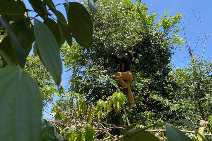 “Loc troi” o Tay Nguyen den mua bat dem ban 200.000 dong/kg-Hinh-5