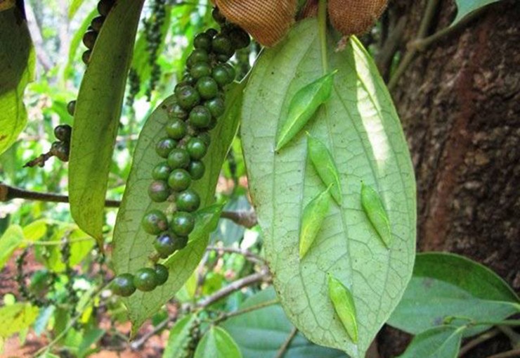 “Loc troi” o Tay Nguyen den mua bat dem ban 200.000 dong/kg-Hinh-7