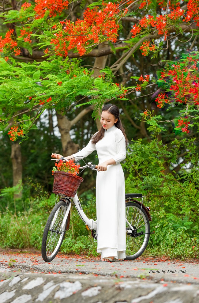 Bong “Hoa hong tren nguc trai” thuot tha ben hoa phuong do-Hinh-6