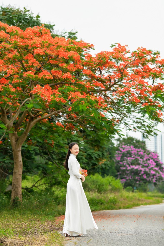 Bong “Hoa hong tren nguc trai” thuot tha ben hoa phuong do-Hinh-7