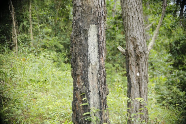 Hang tram cay thong o Quang Nam bi ke xau khoan lo, do hoa chat dau doc-Hinh-10