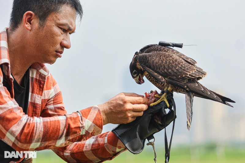 Dan choi Ha Noi chi chuc trieu nuoi loai chim 'trinh sat tren khong'-Hinh-11