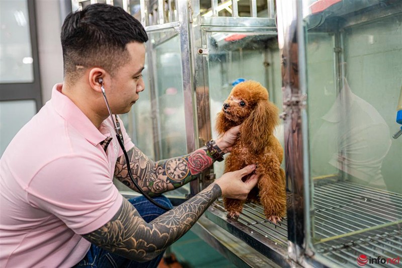 Chang trai nuoi cho Poodle noi tieng Ha thanh thu nhap tram trieu-Hinh-6