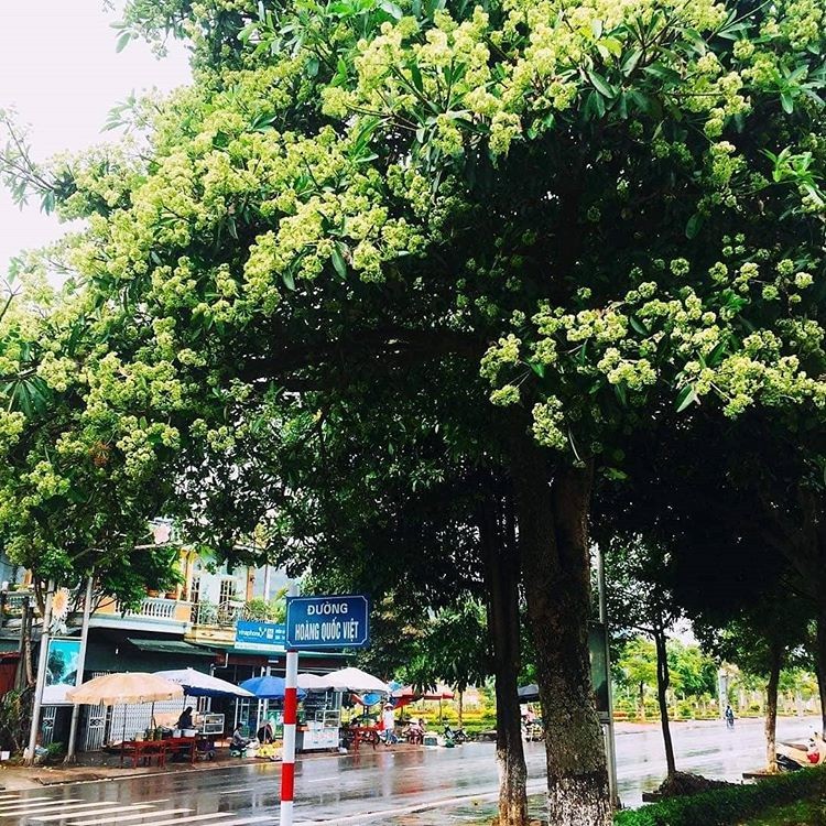 Cac dia diem chup hoa sua “thom ngat troi” o Ha Noi-Hinh-6